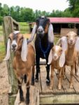 Goats For Sale
