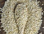 White Sorghum