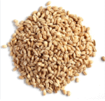Malted Barley