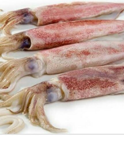 Frozen Squid